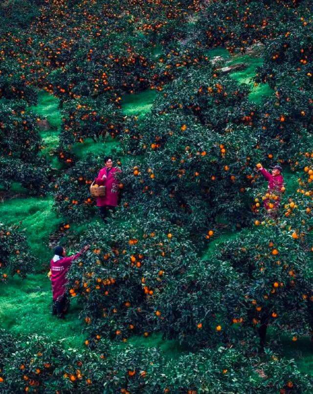 點擊看大圖
