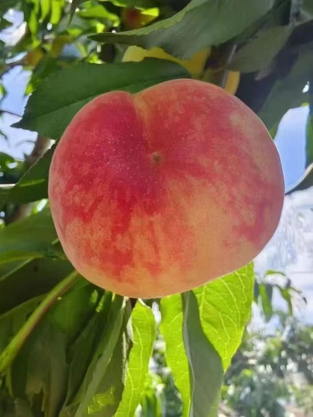 點擊看大圖