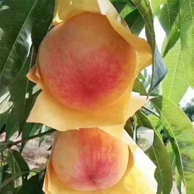 點擊看大圖